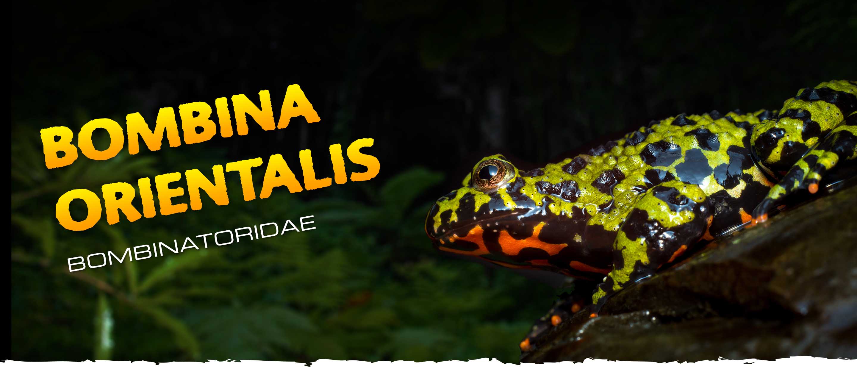 Bombina orientalis