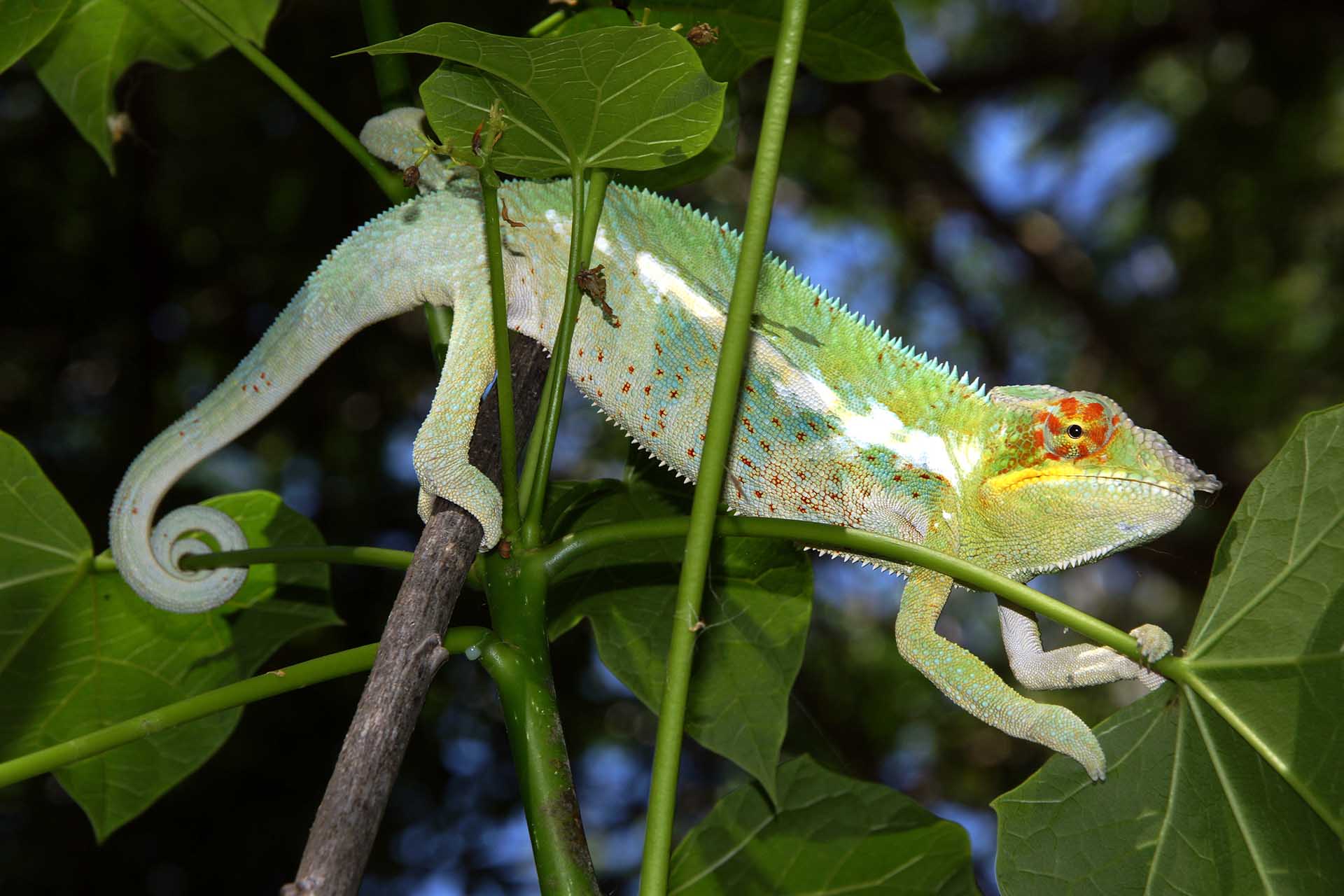 Furcifer pardalis "Ankify" perched on top of a branch end (Furcifer pardalis) - by R. Zobel.