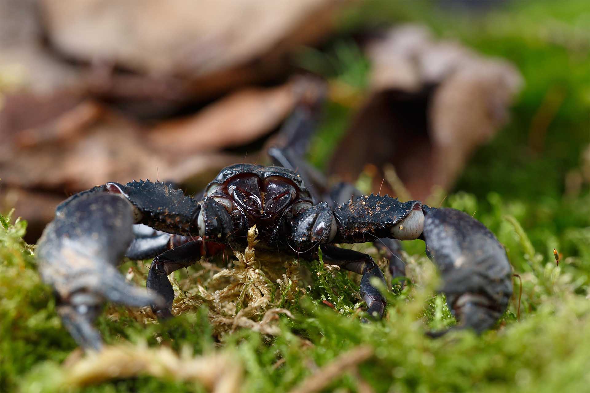 Careguides_Pandinus_imperator9