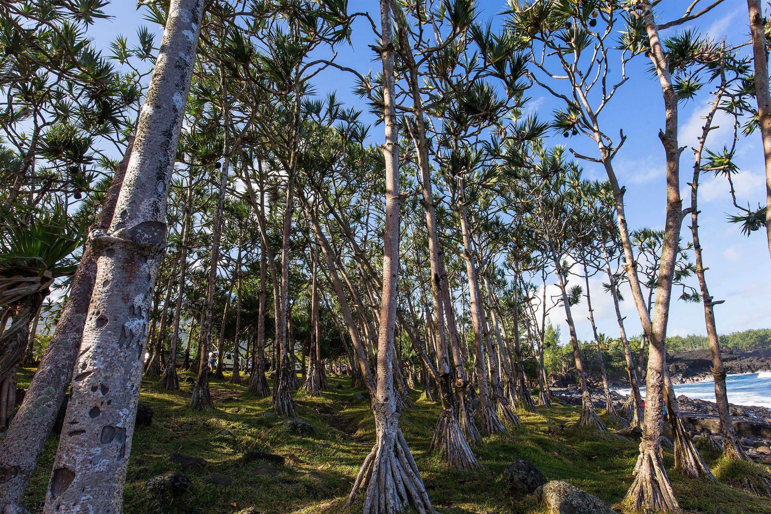 Pandanus utilis forest bord de falaise, Southern R&eacute;union