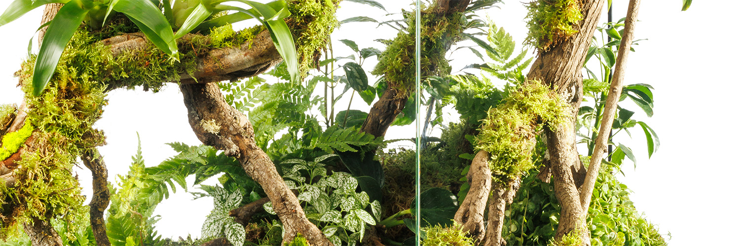 Paludariums