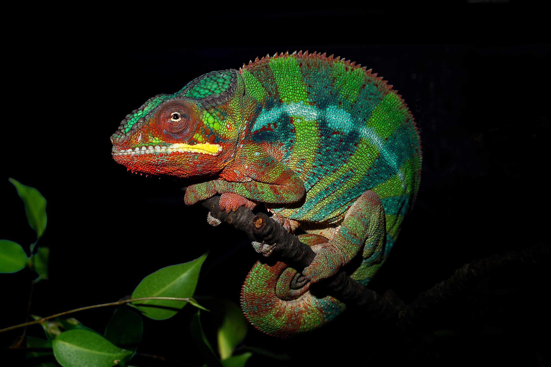 Furcifer pardalis from Ambanja