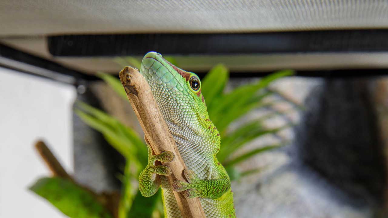 Daylight Basking Spot 150W