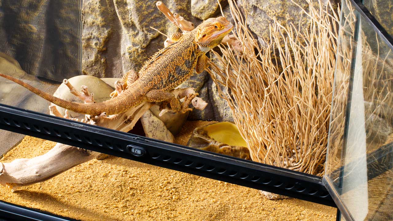 Snake Bedding 4QT - 4,4L