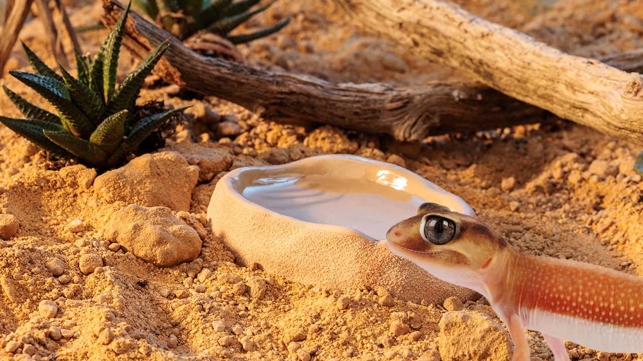 Habitat enrichment