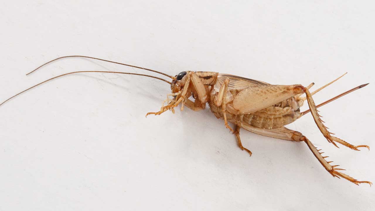 Crickets XL 0.53 oz - 15g Crickets XL 0.53 oz - 15g
