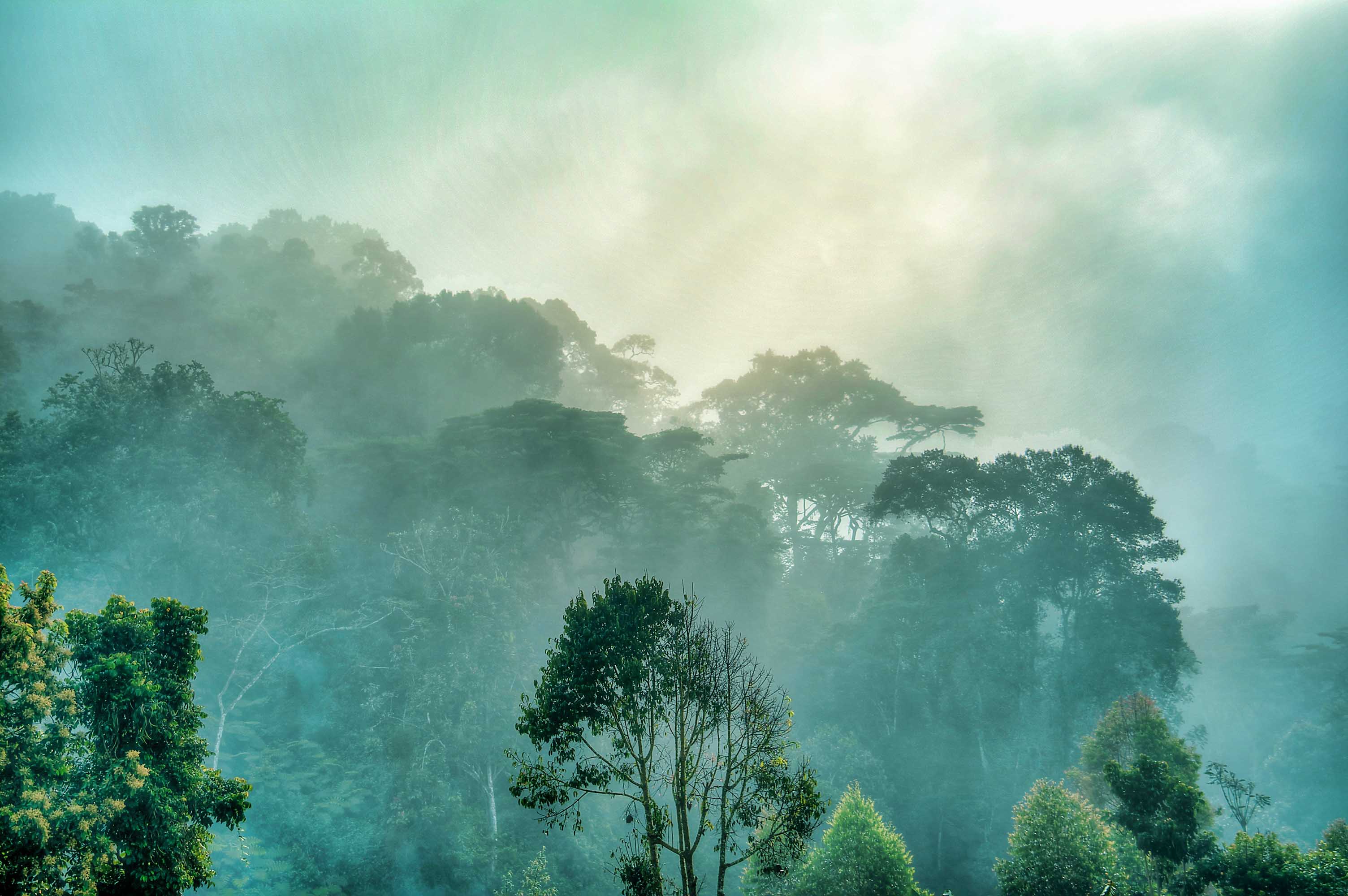 Bwindi Impenetrable Forest