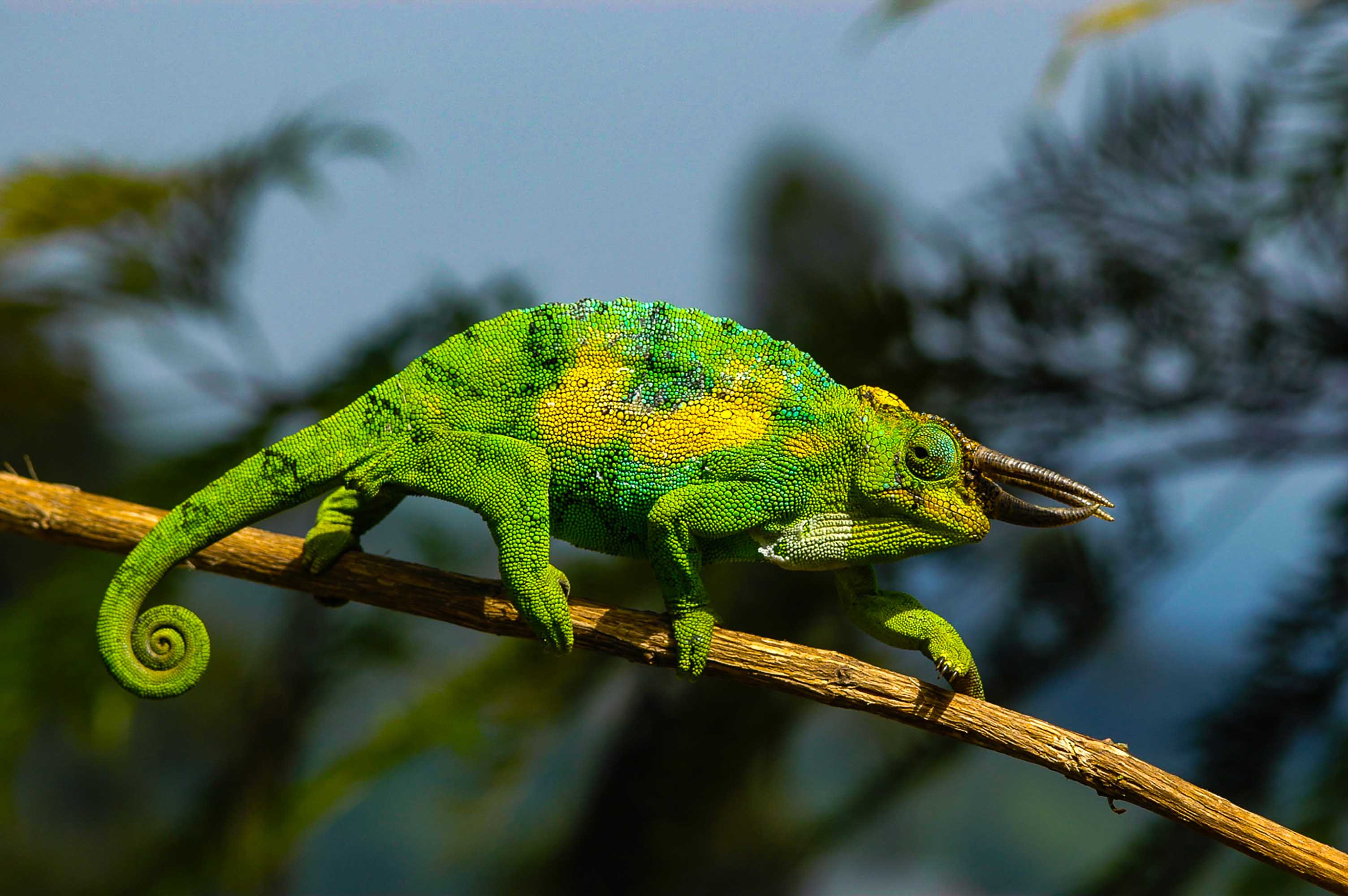 Bwindi Impenetrable Forest