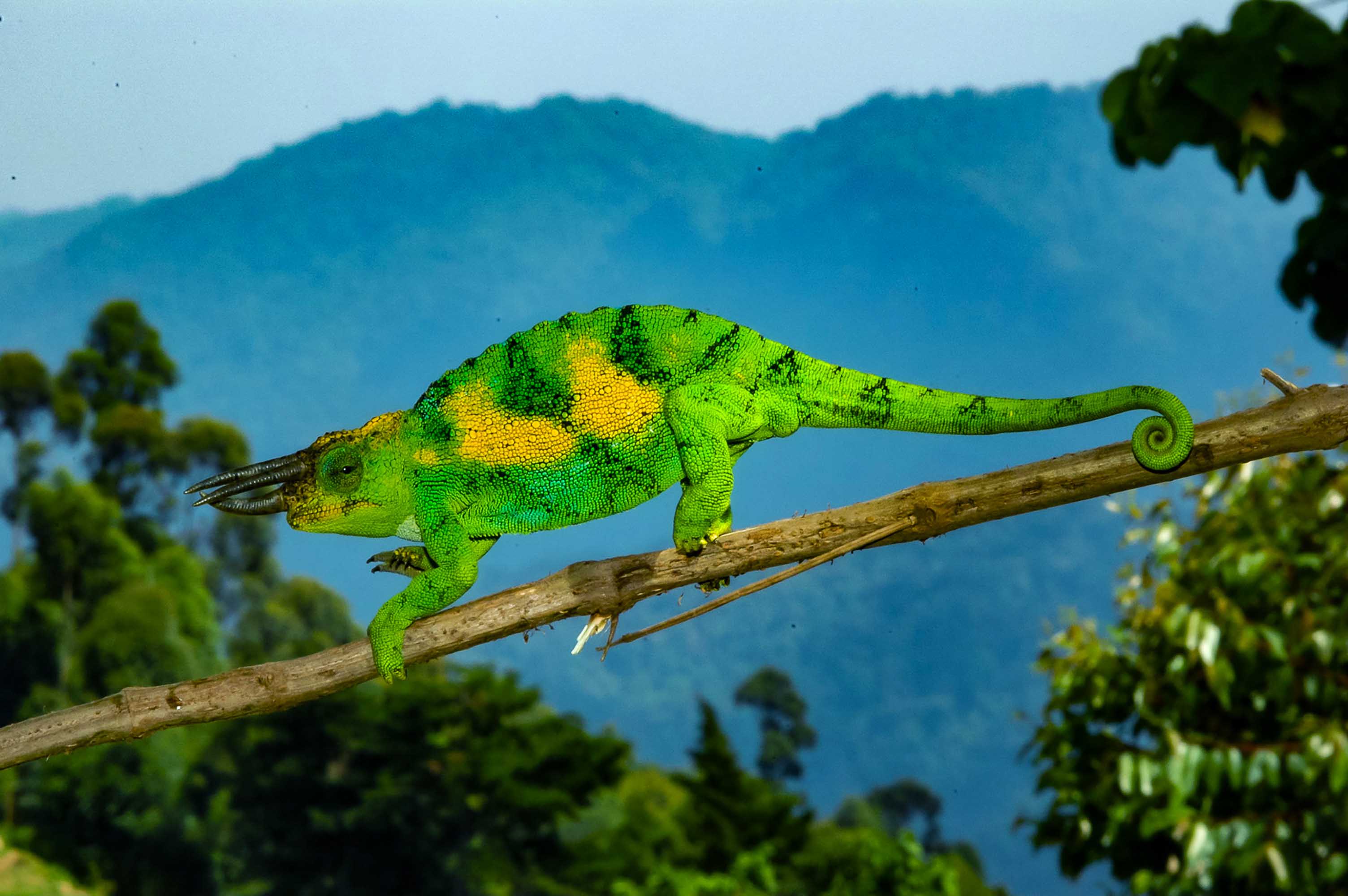Bwindi Impenetrable Forest
