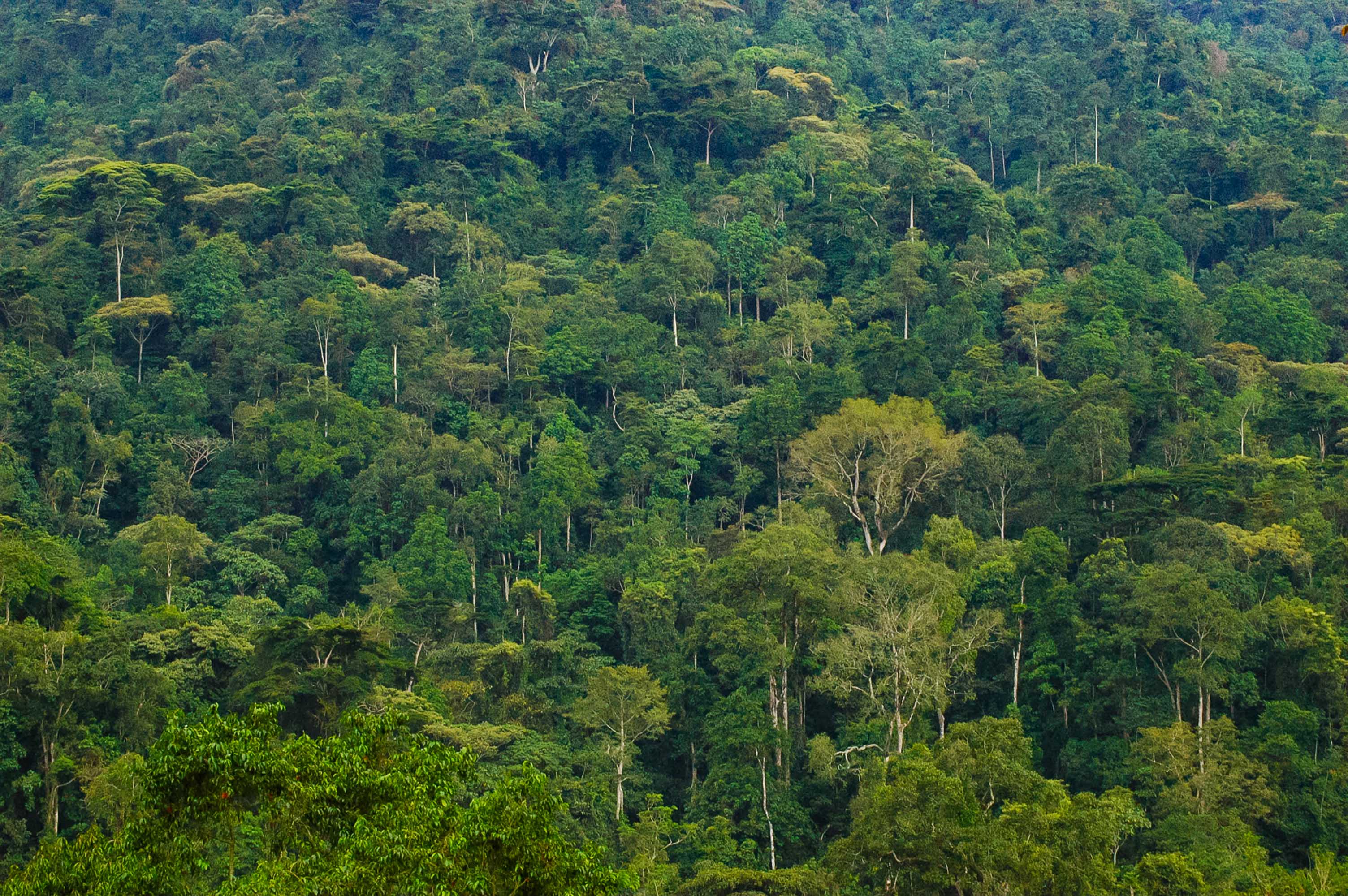 Bwindi Impenetrable Forest