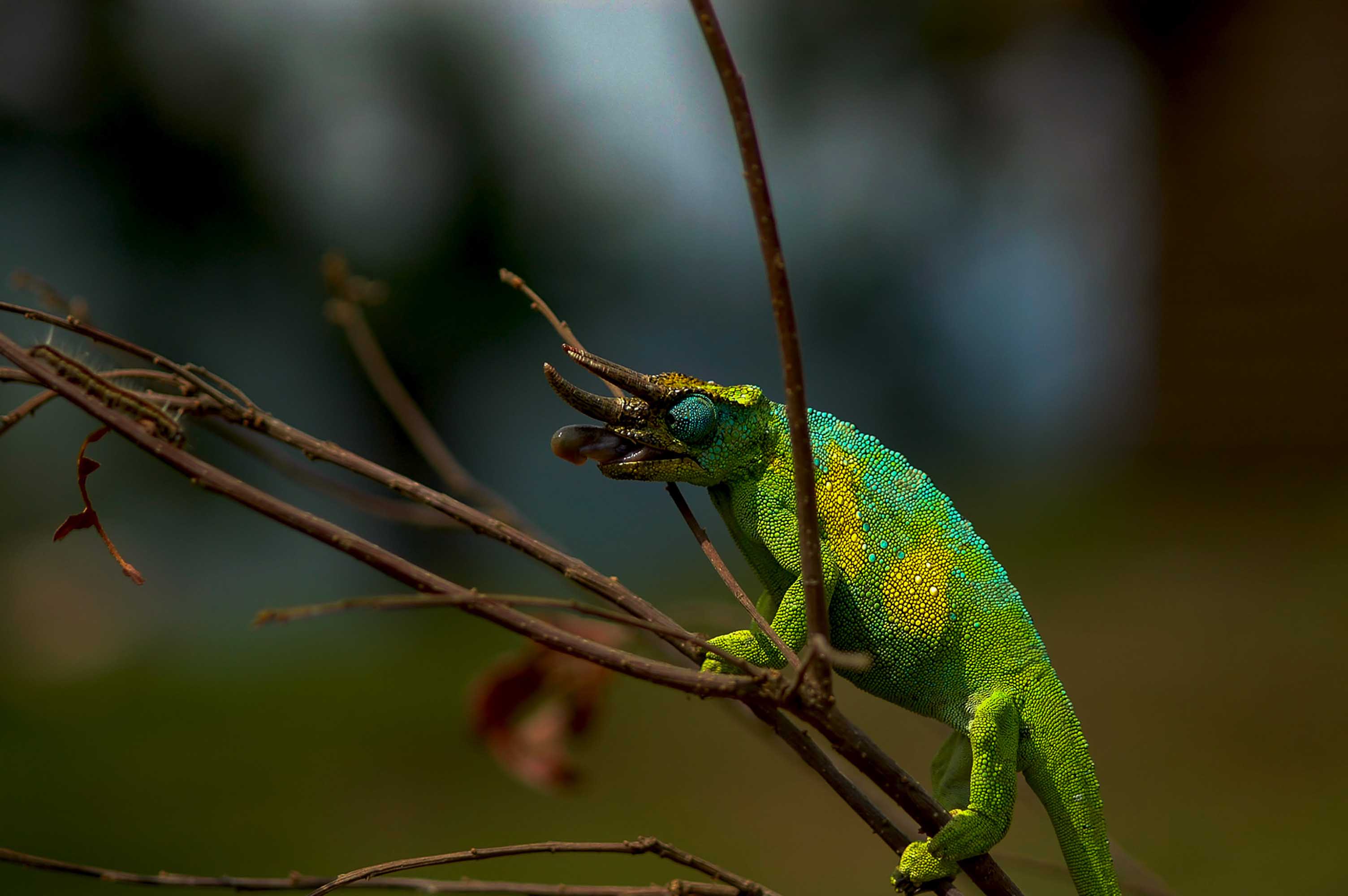 Bwindi Impenetrable Forest