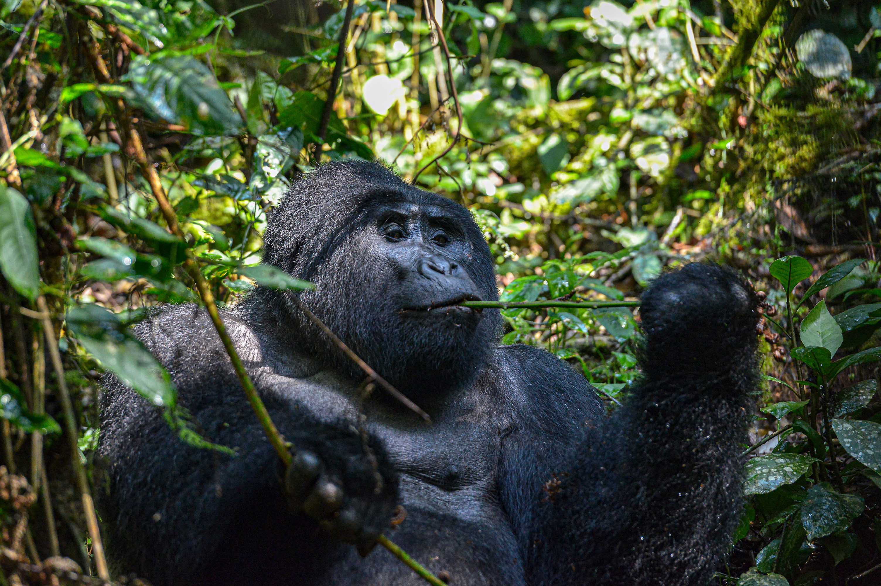 Bwindi Impenetrable Forest
