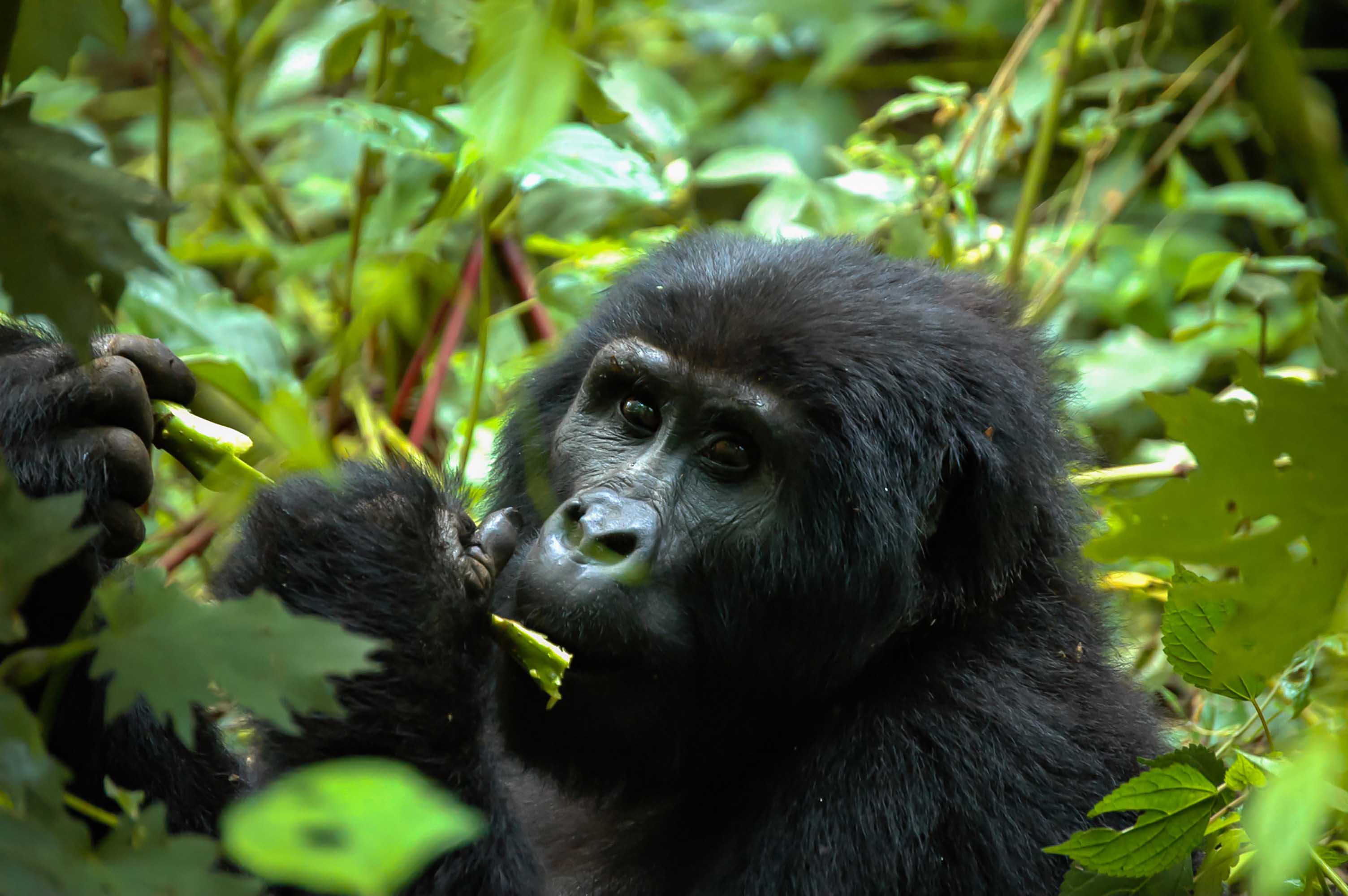 Bwindi Impenetrable Forest