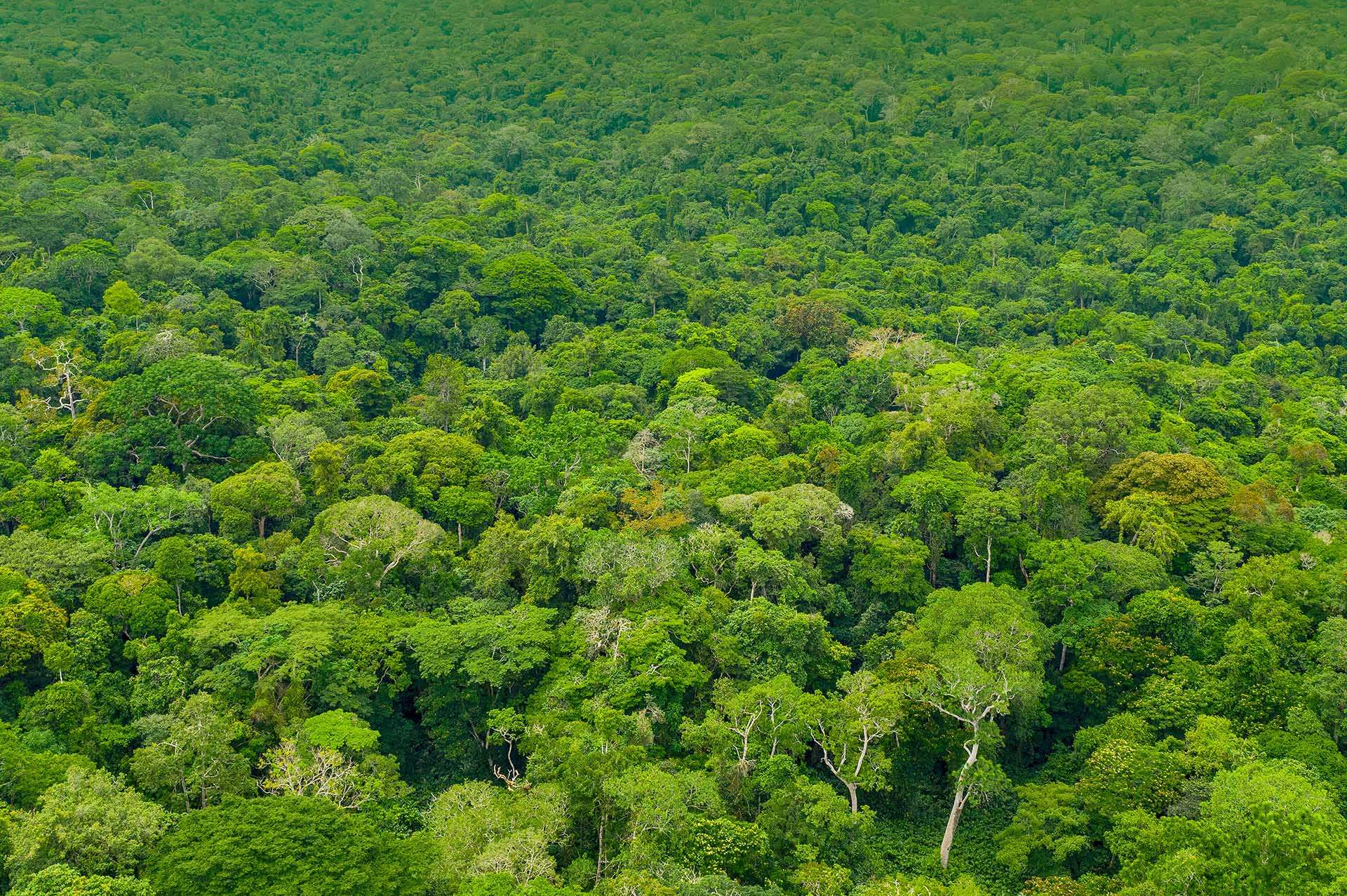 Kibale Forest
