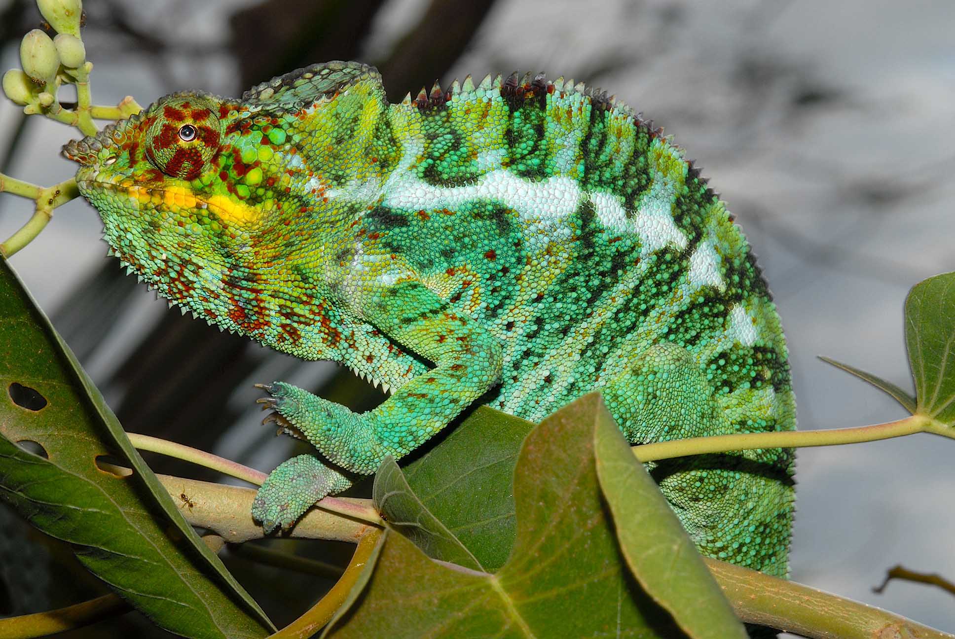 Furcifer pardalis from Nosy Komba