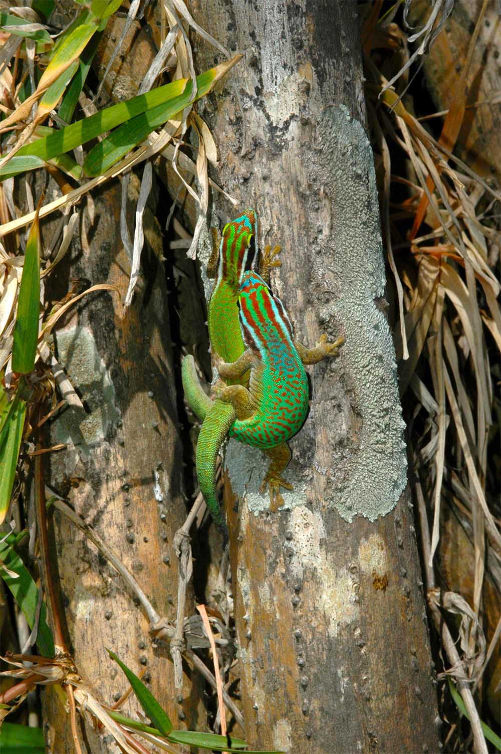 Mating pair of Phelsuma inexpectata near Petit-&icirc;le, Southern R&eacute;union