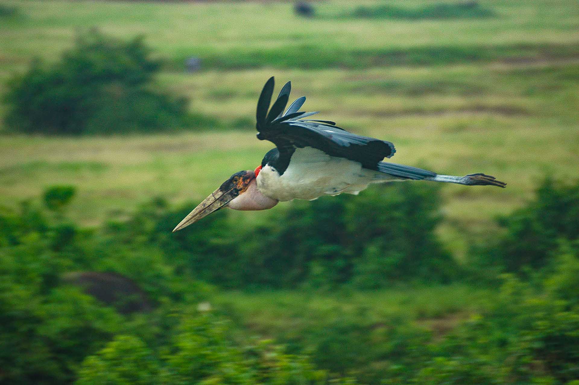 Journey through Queen Elisabeth NP
