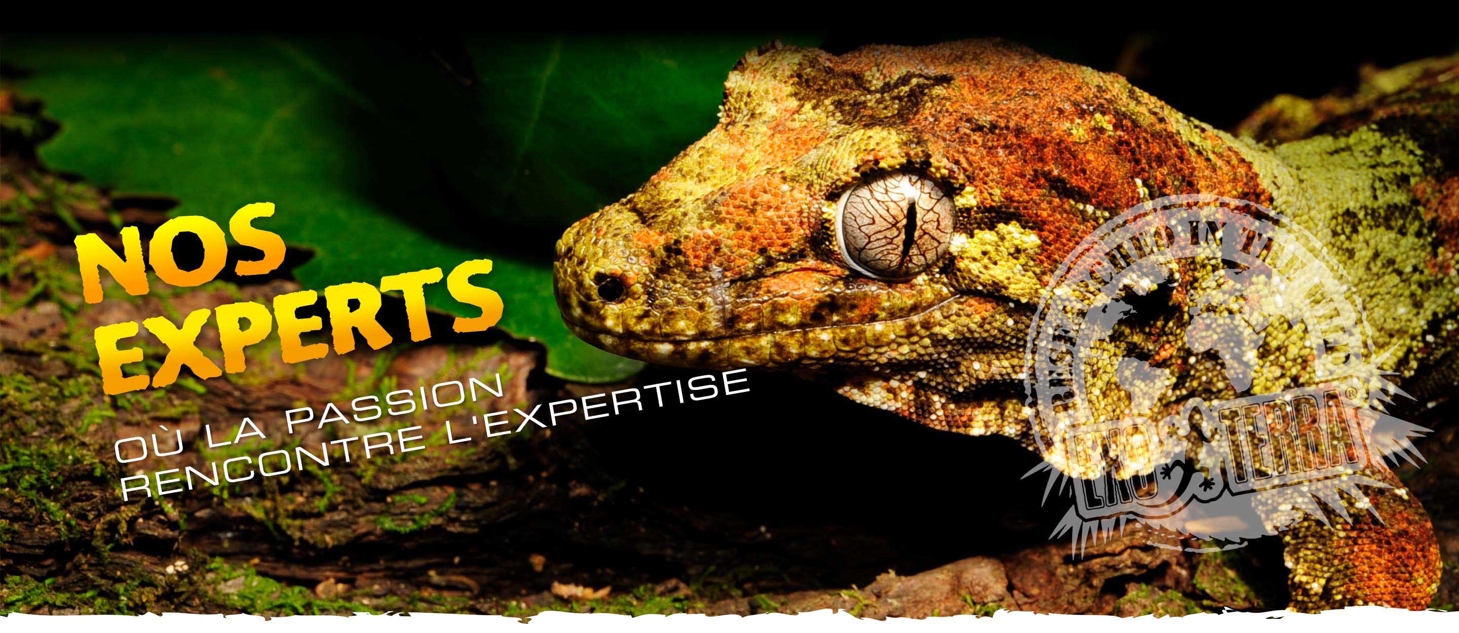 Meet the Exo Terra Experts