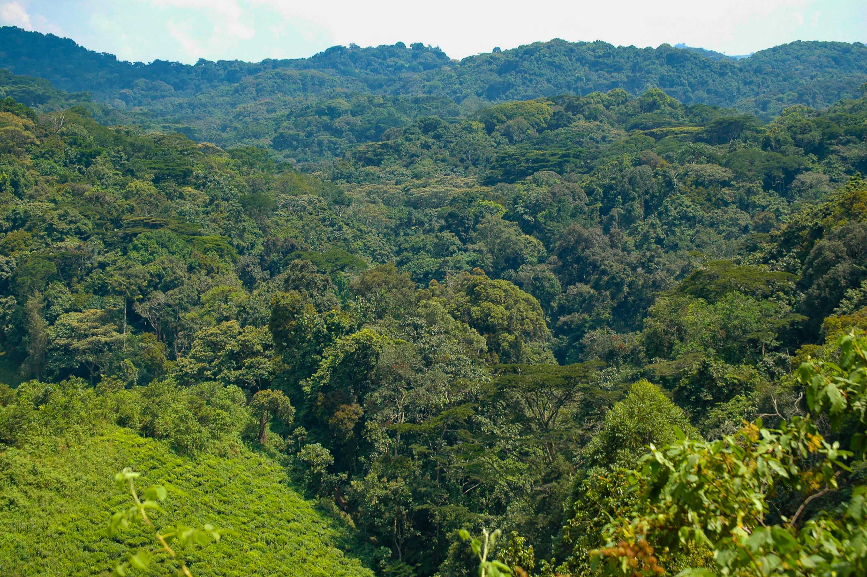 Forêt Impénétrable De Bwindi