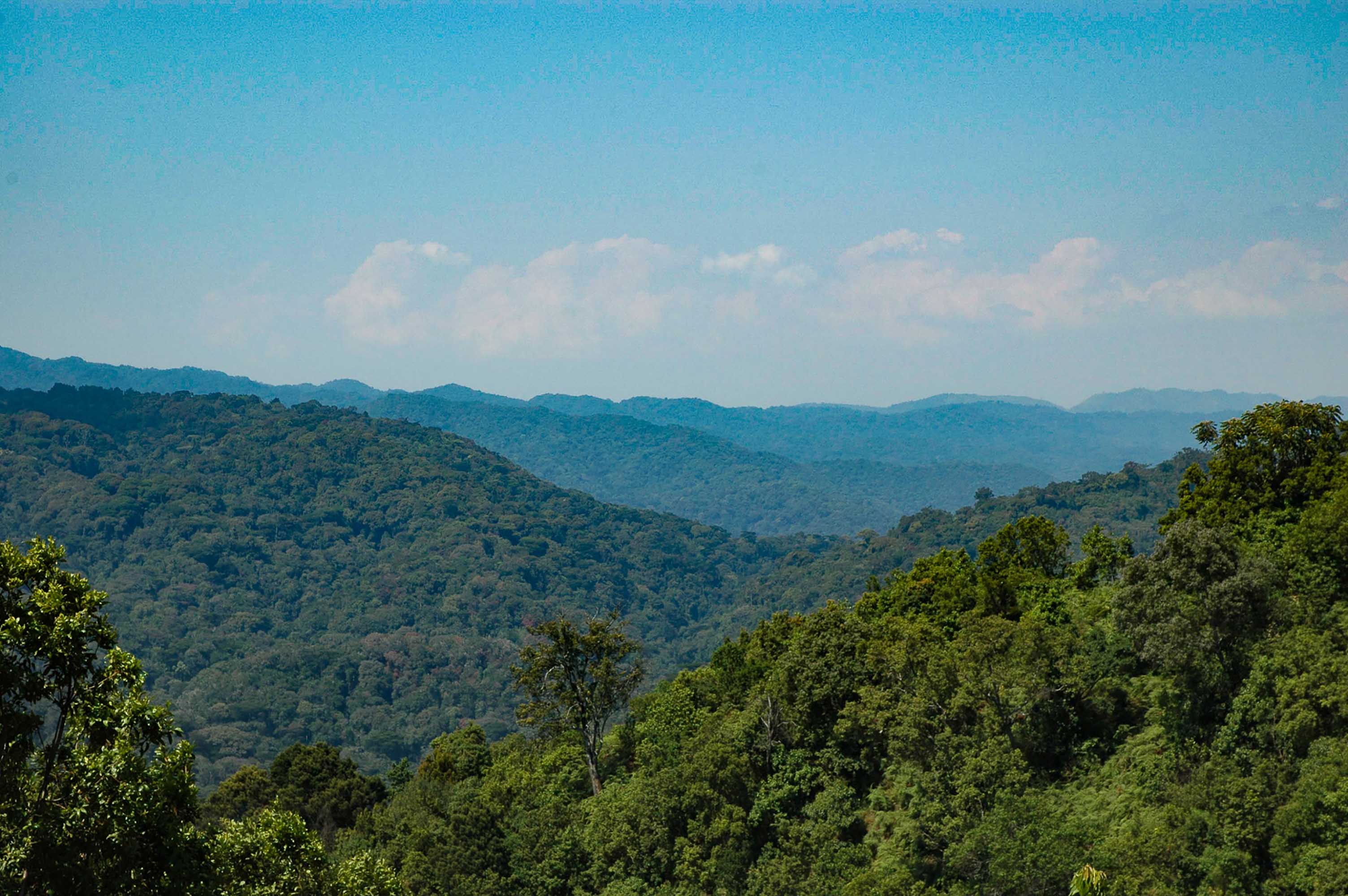 Forêt Impénétrable De Bwindi