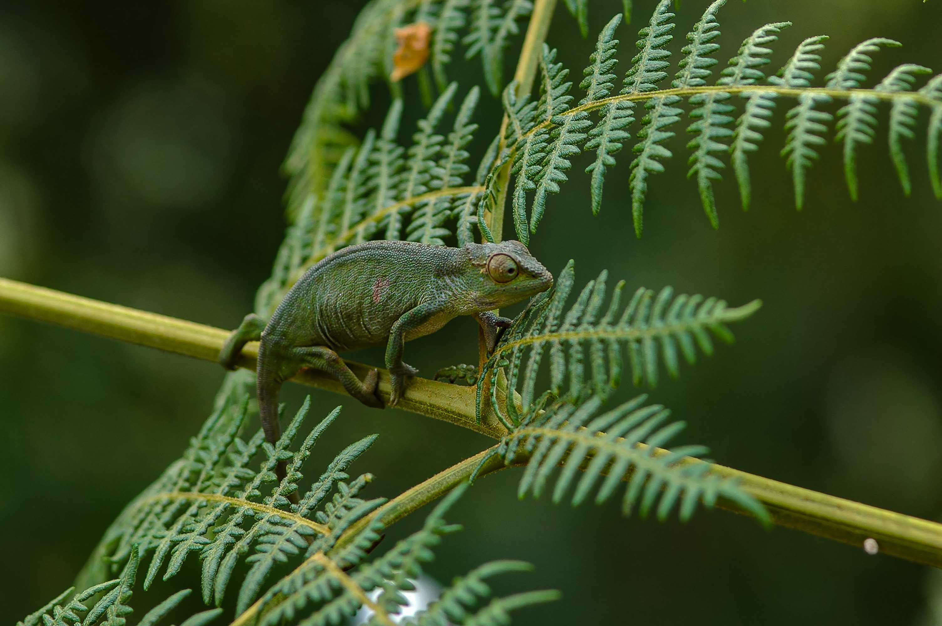 Forêt Impénétrable De Bwindi