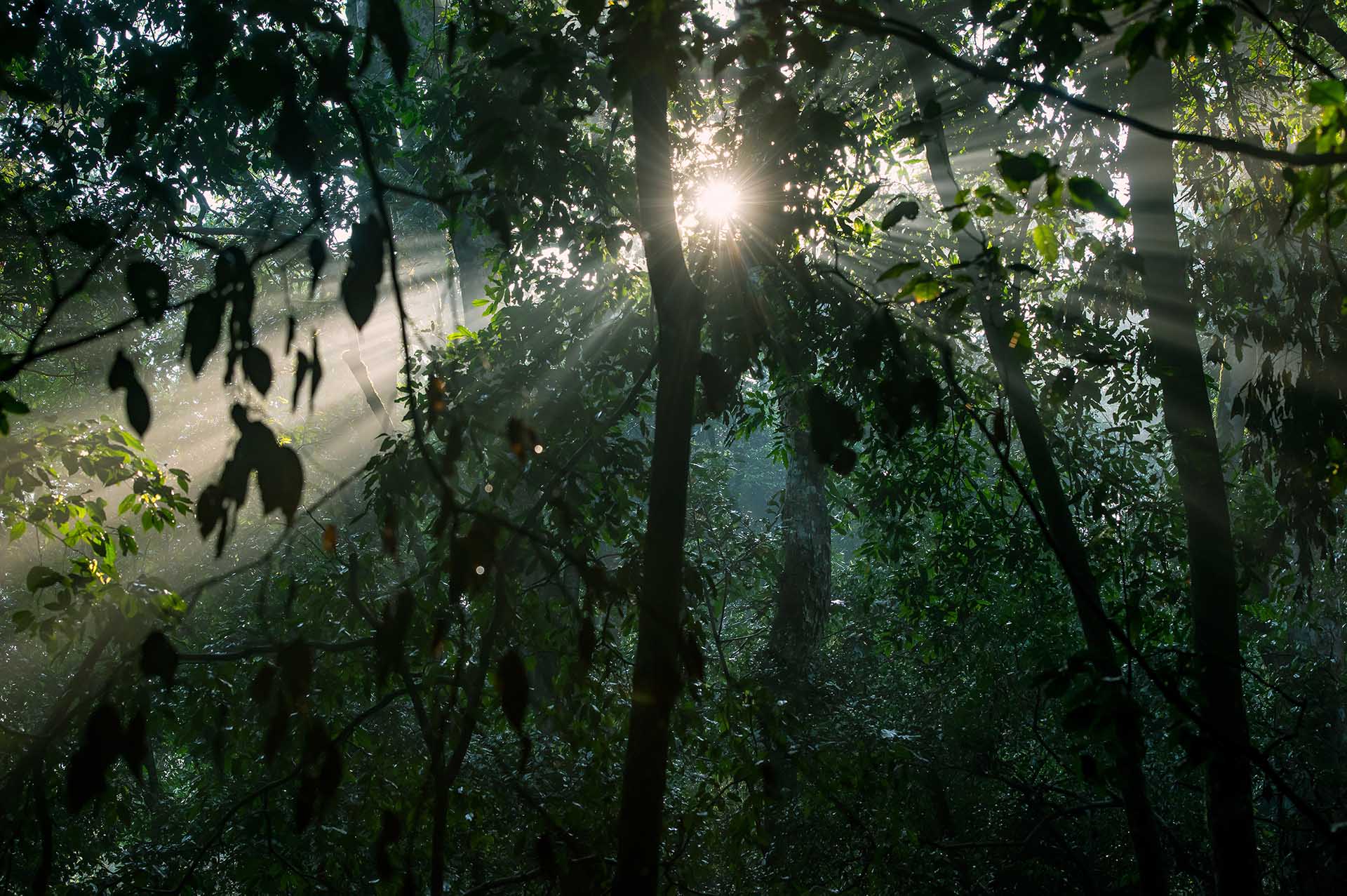 La For&ecirc;t De Maramagambo