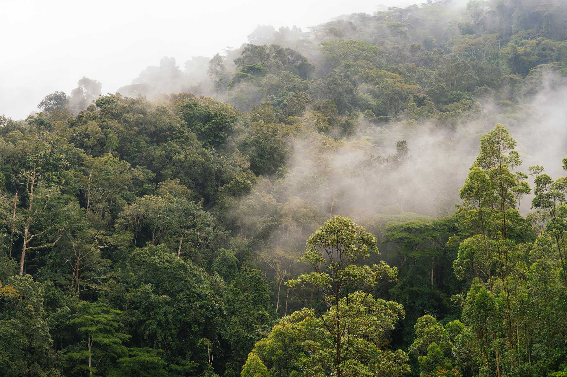 La For&ecirc;t De Maramagambo