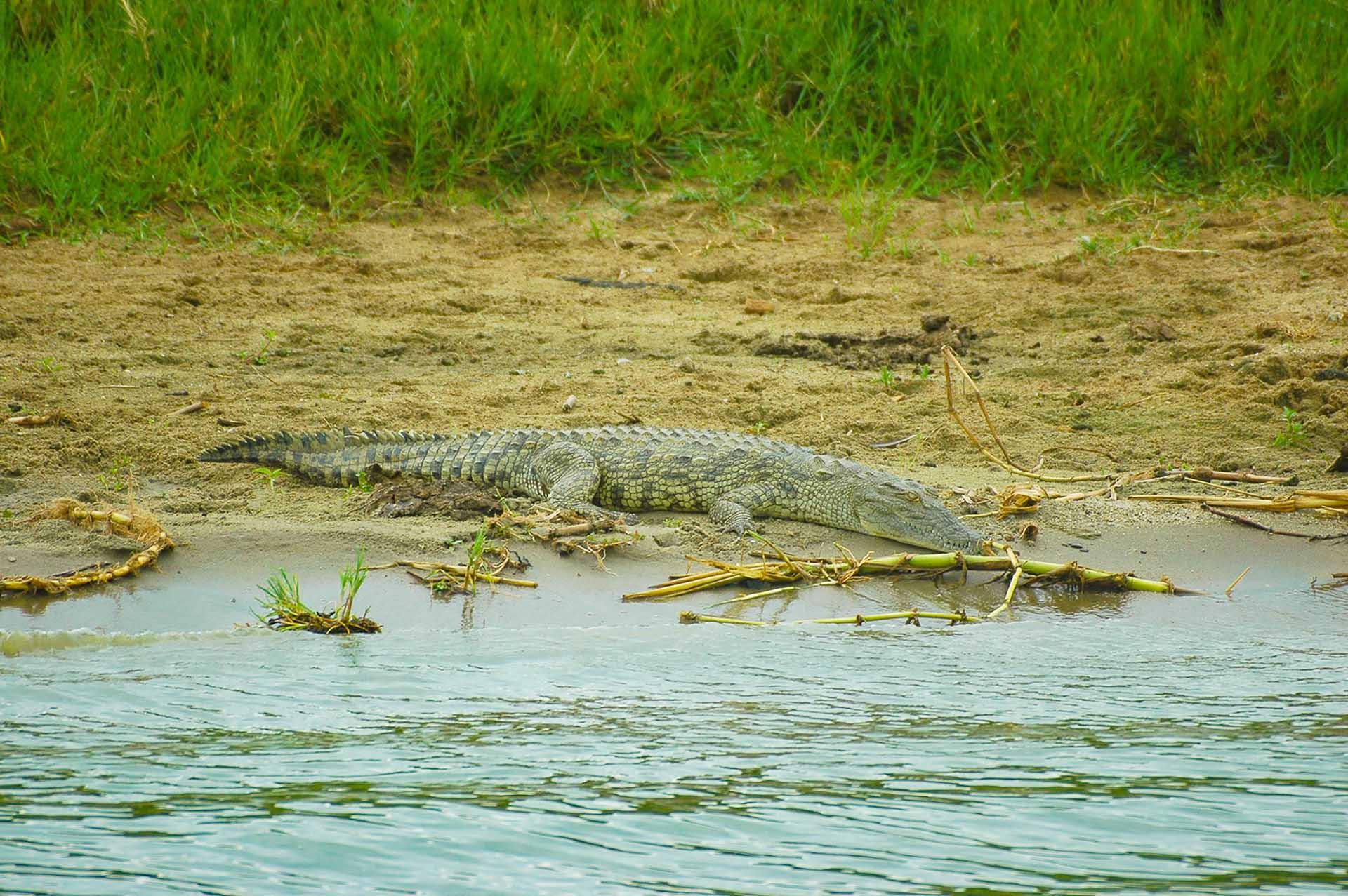 Voyage &Agrave; Travers La Reine Elisabeth NP