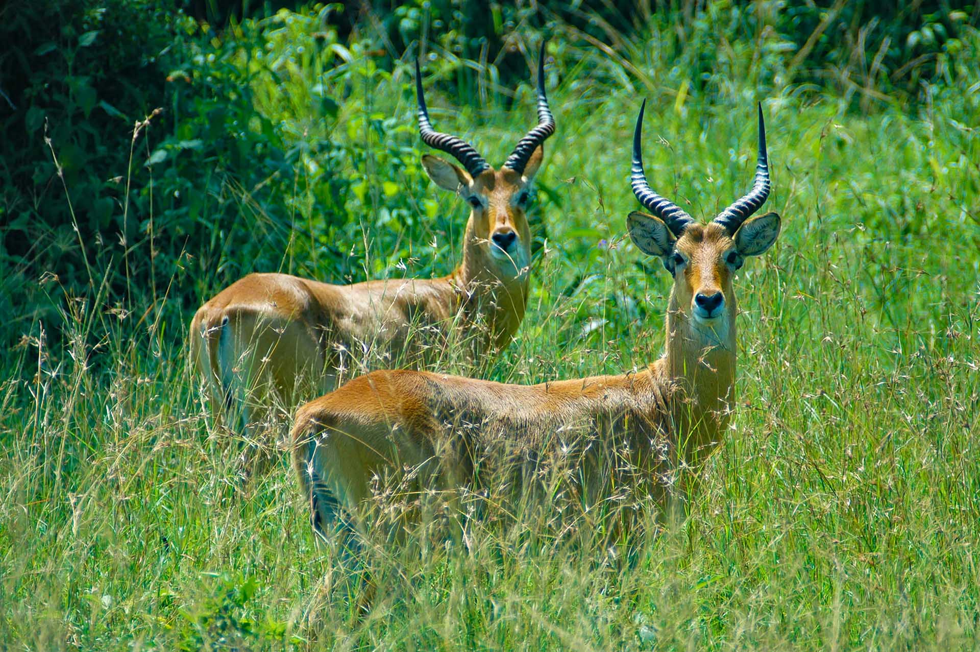 Voyage &Agrave; Travers La Reine Elisabeth NP