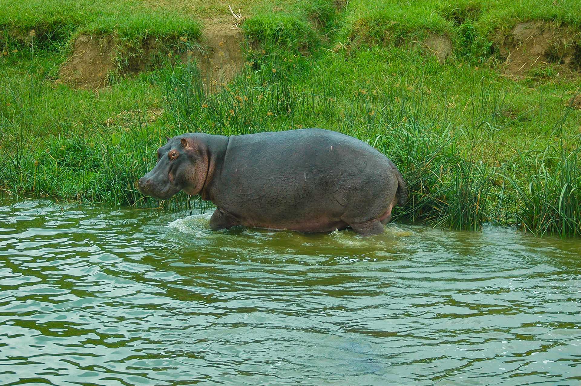 Voyage &Agrave; Travers La Reine Elisabeth NP