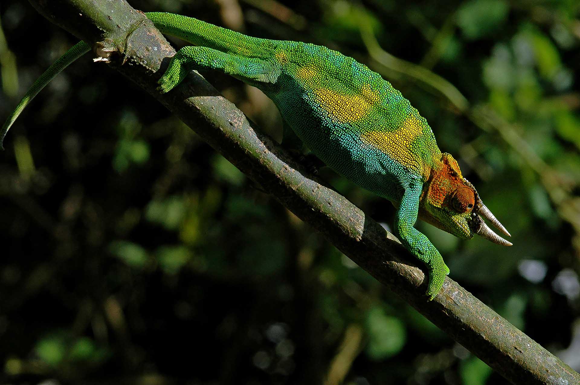 Les Montagnes Rwenzori