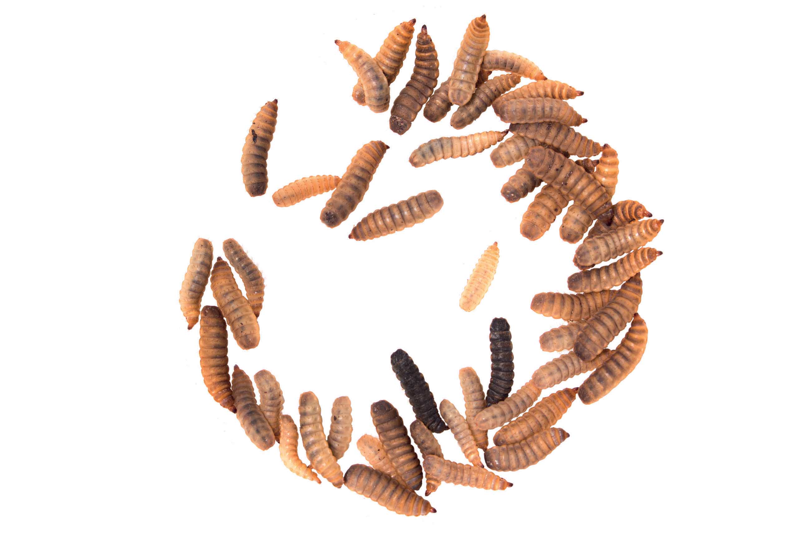 Dragon Grub, Une Nourriture Pour Reptiles Pas Comme Les Autres !