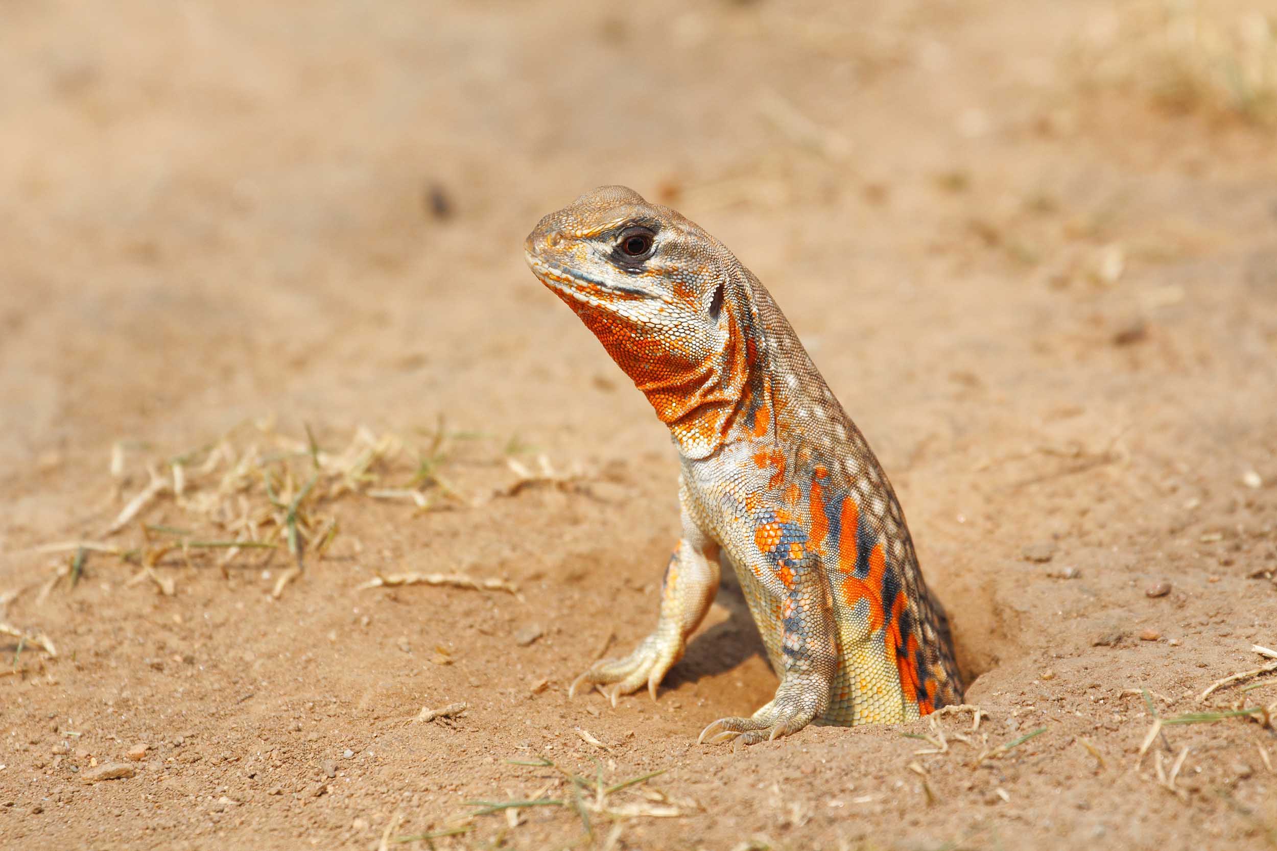 Schmetterlingsagame, Leiolepis belliana ocellata, kommt aus ihrem Bau