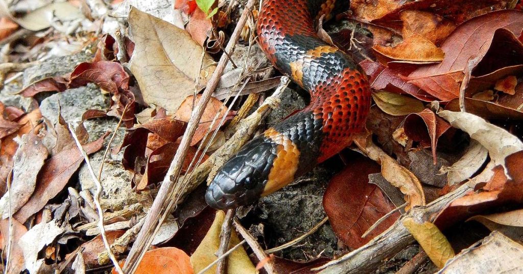 Lampropeltis triangulum