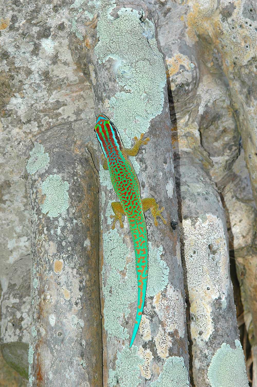 Phelsuma inexpectata in Manapany im S&uuml;den von La R&eacute;union