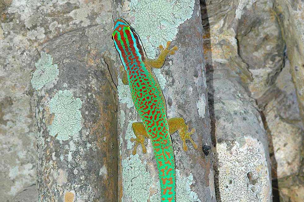 Schutz Der Taggeckos Der Insel La R&eacute;union