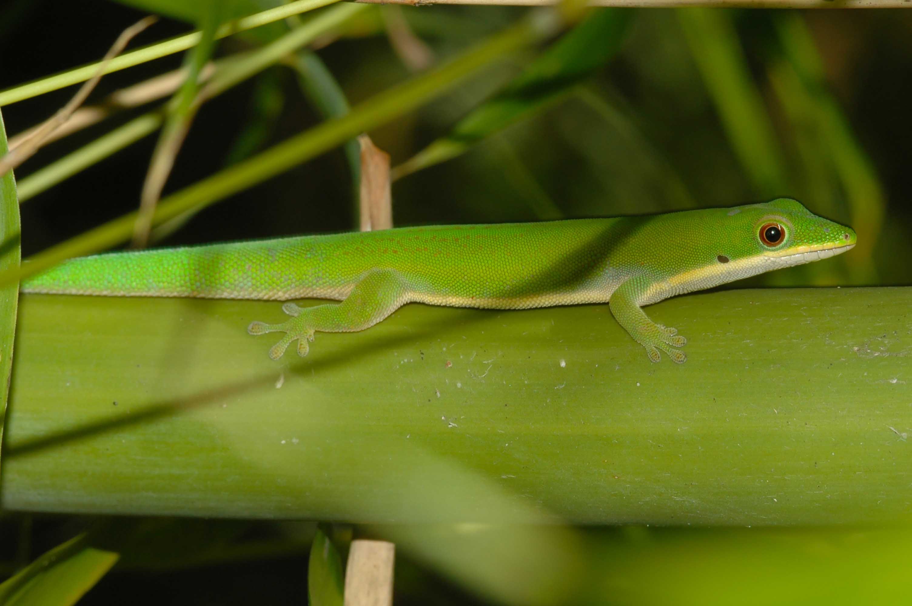 Entdeckung Eines Neuen Geckos