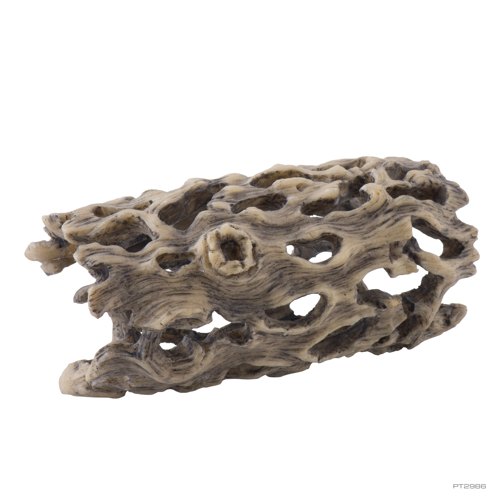 Cholla Cactus Small