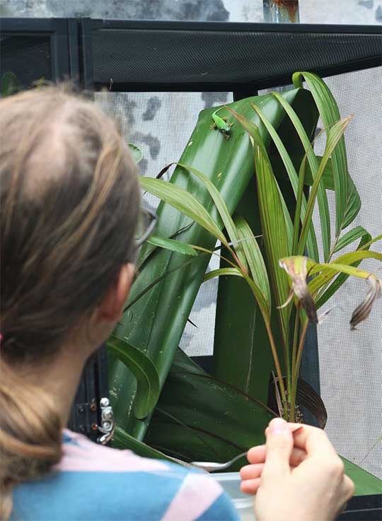 Una Phelsuma inexpectata criada en un Terrario de Malla