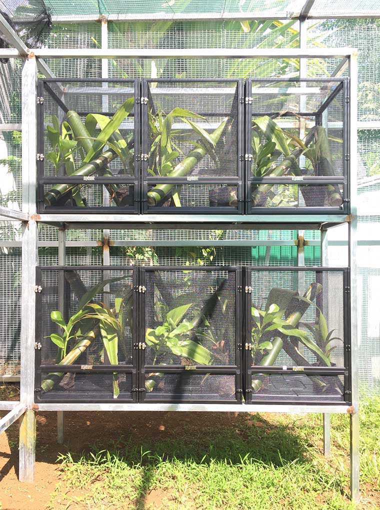 Los Terrarios de Malla Exo Terra crían Phelsuma inexpectata