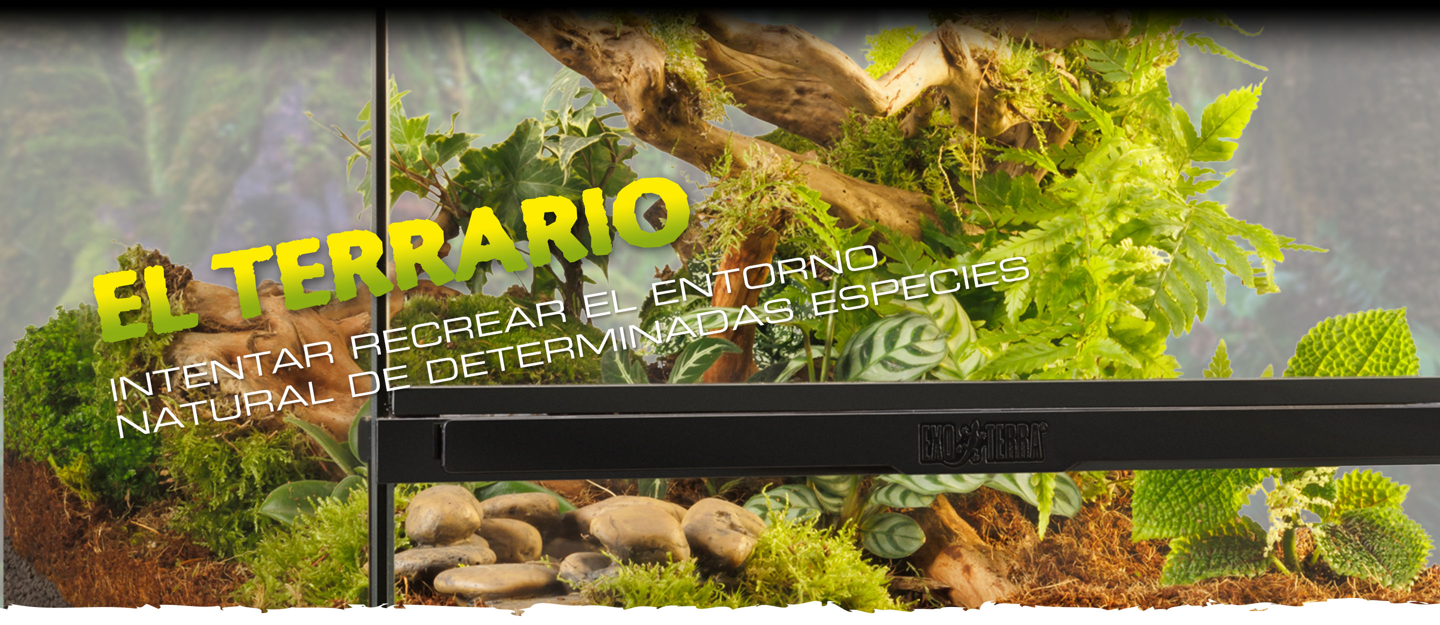 Support Header