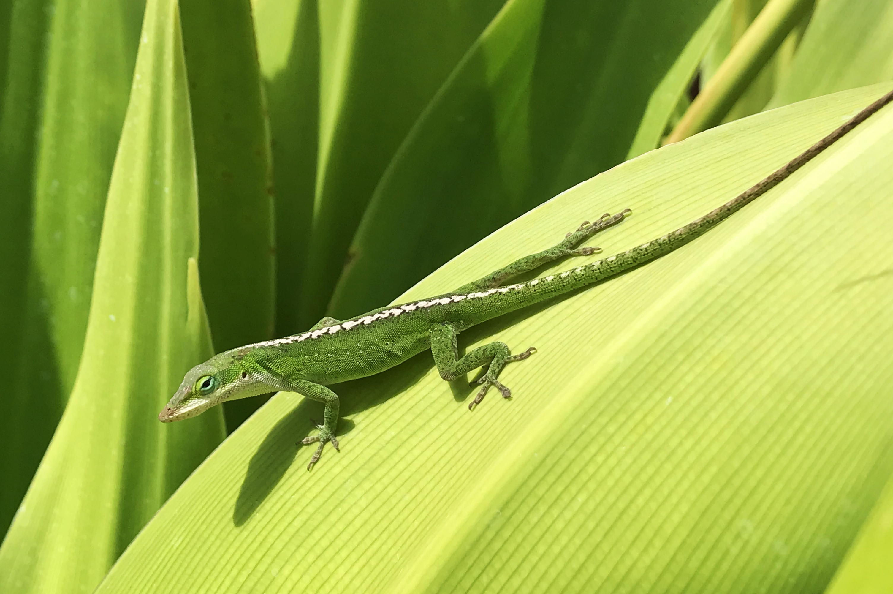 La Vitamina D3 Y Los Reptiles: Una Conexión Vital