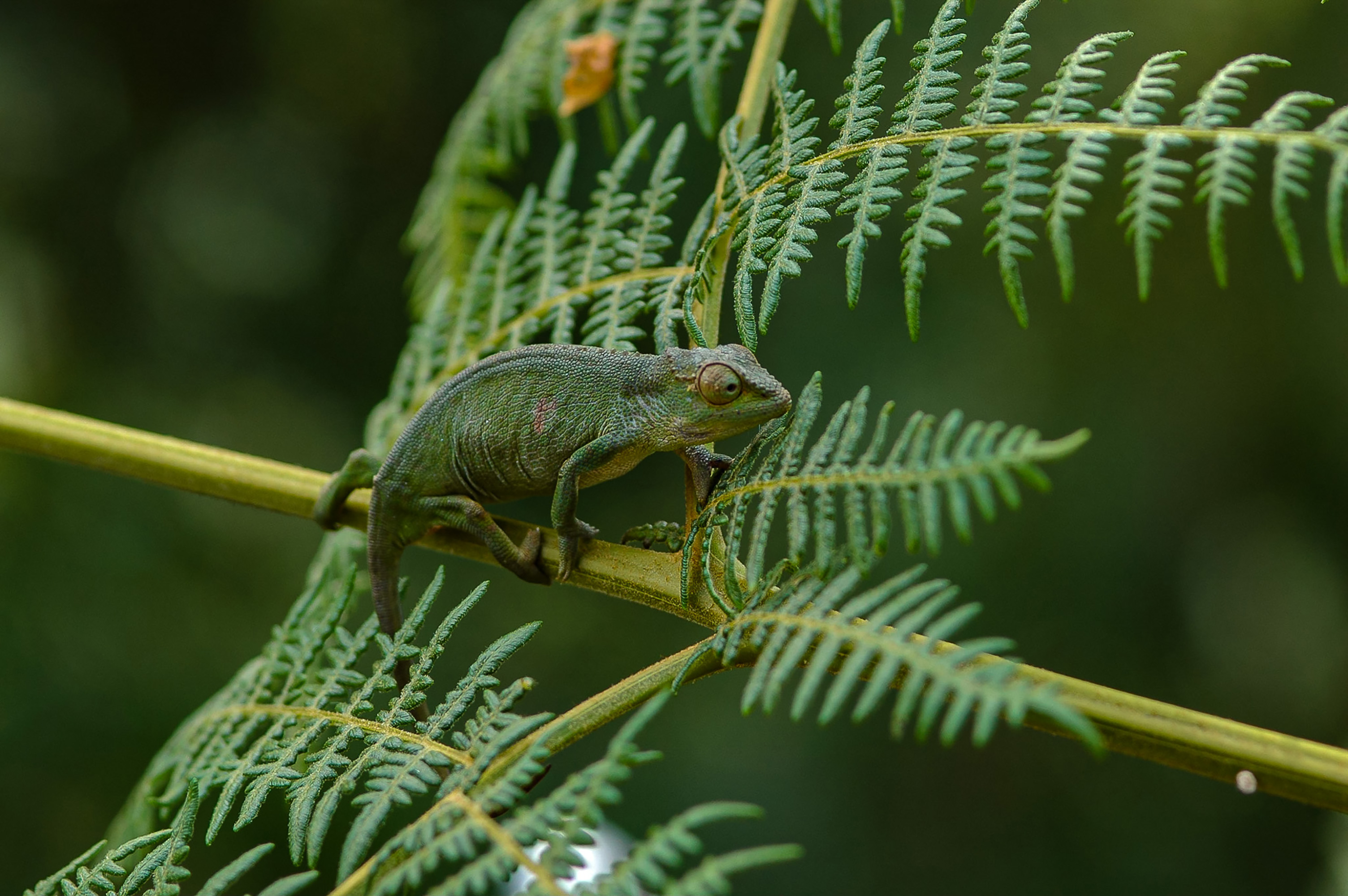 La Selva Impenetrable De Bwindi