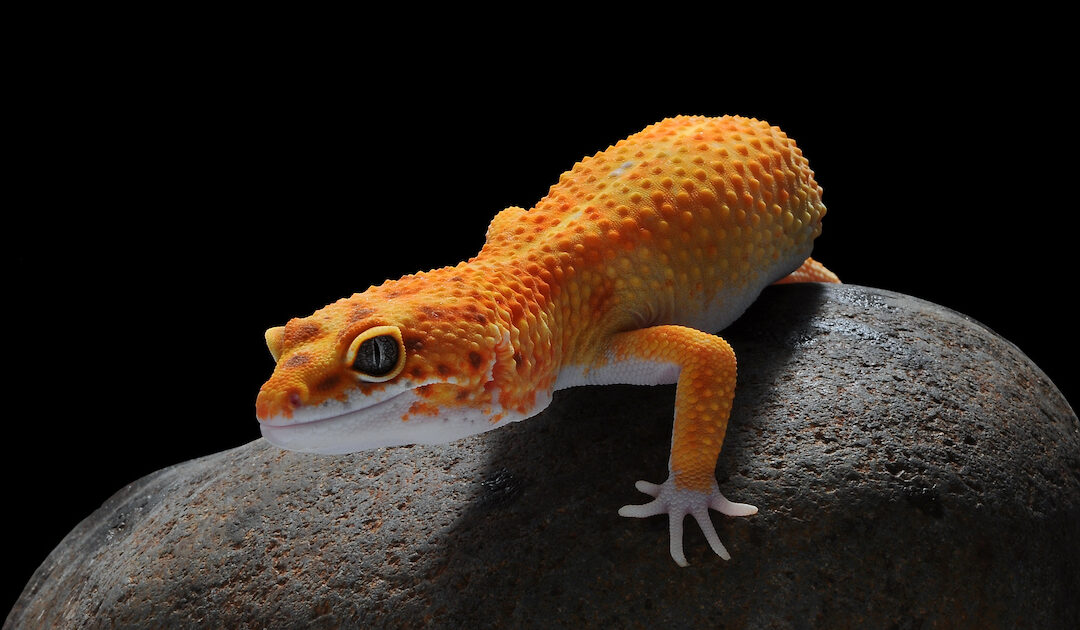 El Mito De Los Animales Nocturnos Y La Luz Uvb