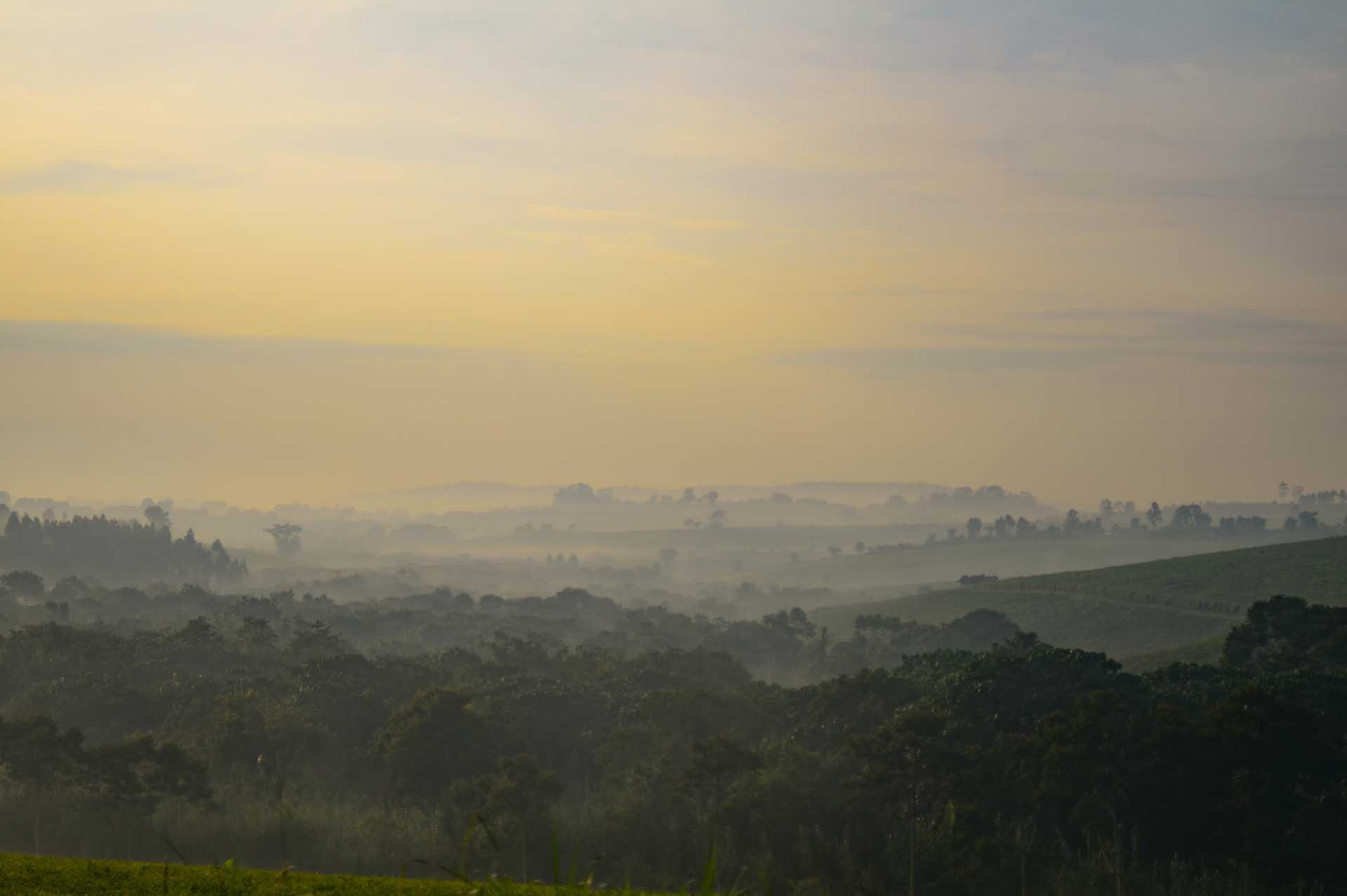 Bosque De Kibale