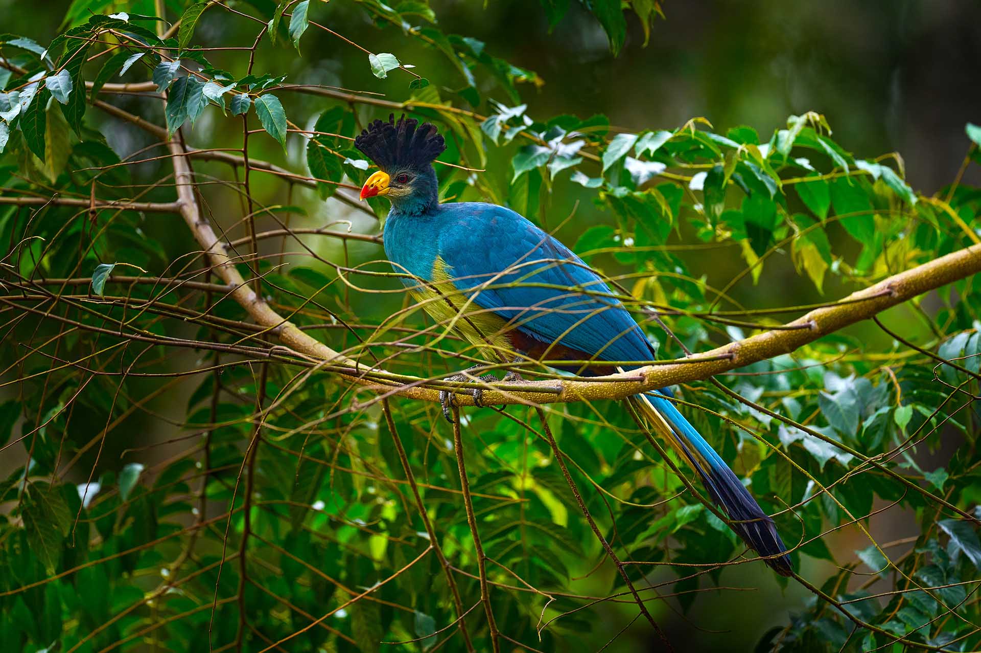 Bosque De Kibale