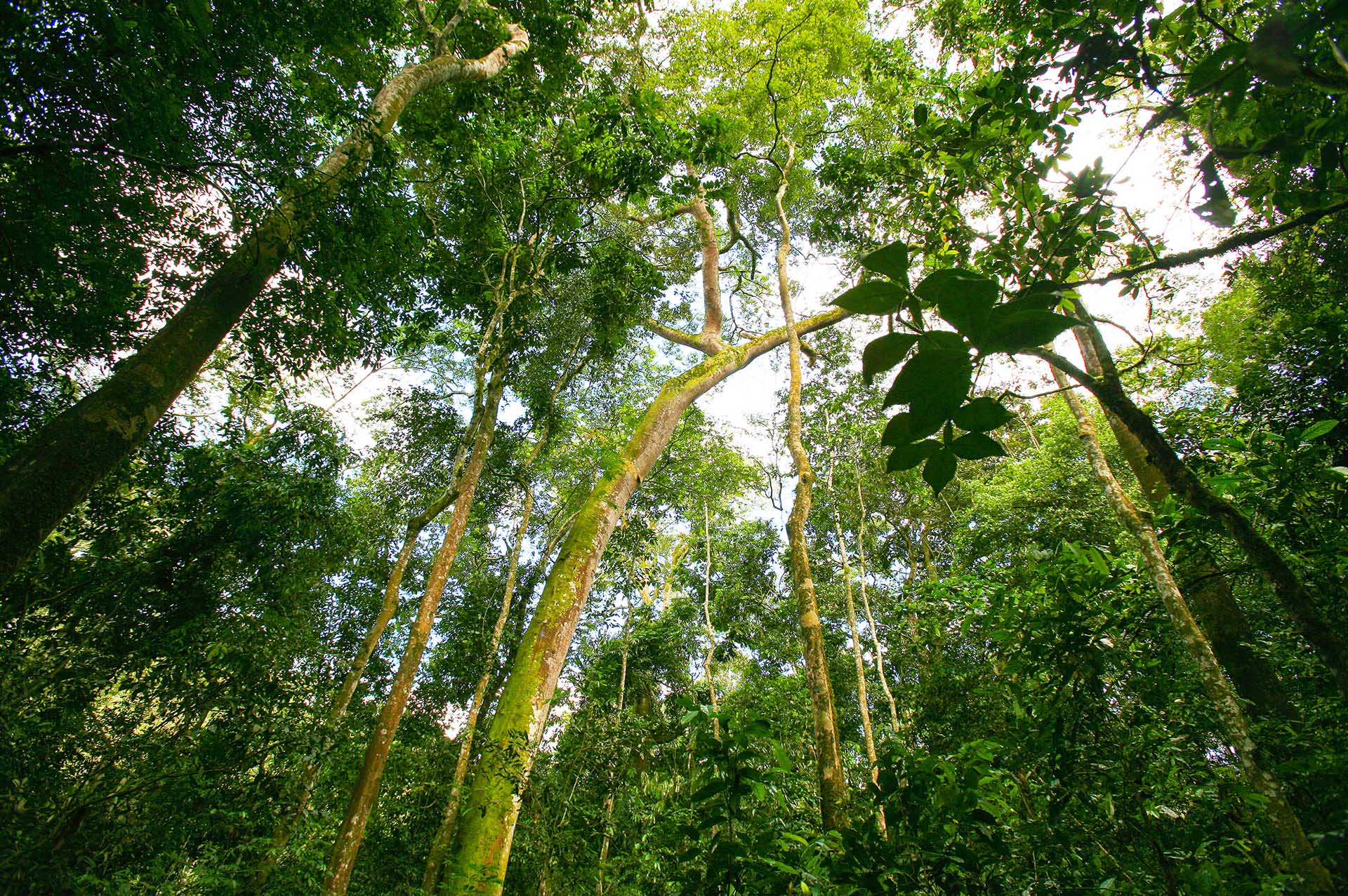 Bosque De Kibale