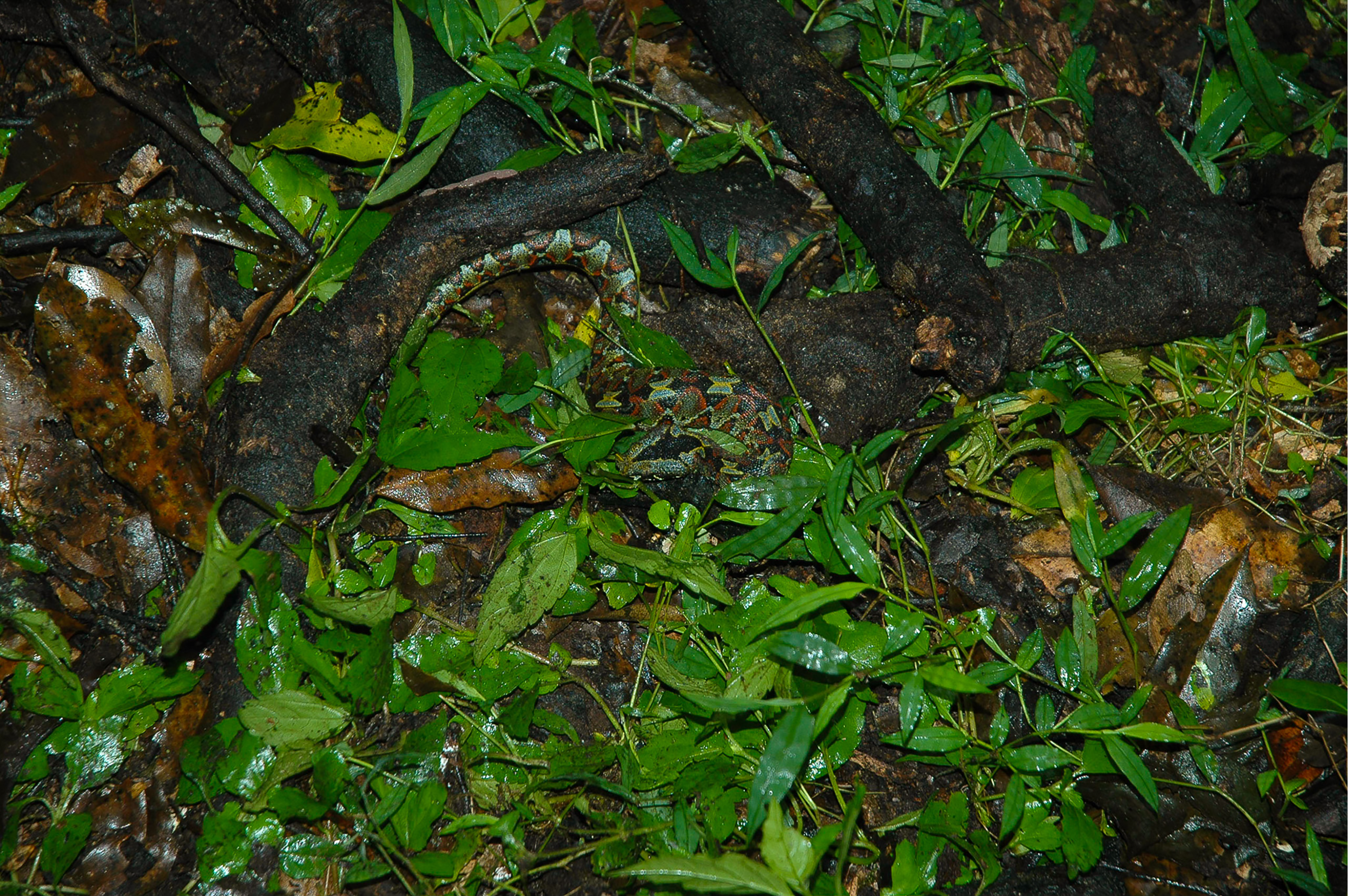 Bosque De Kibale