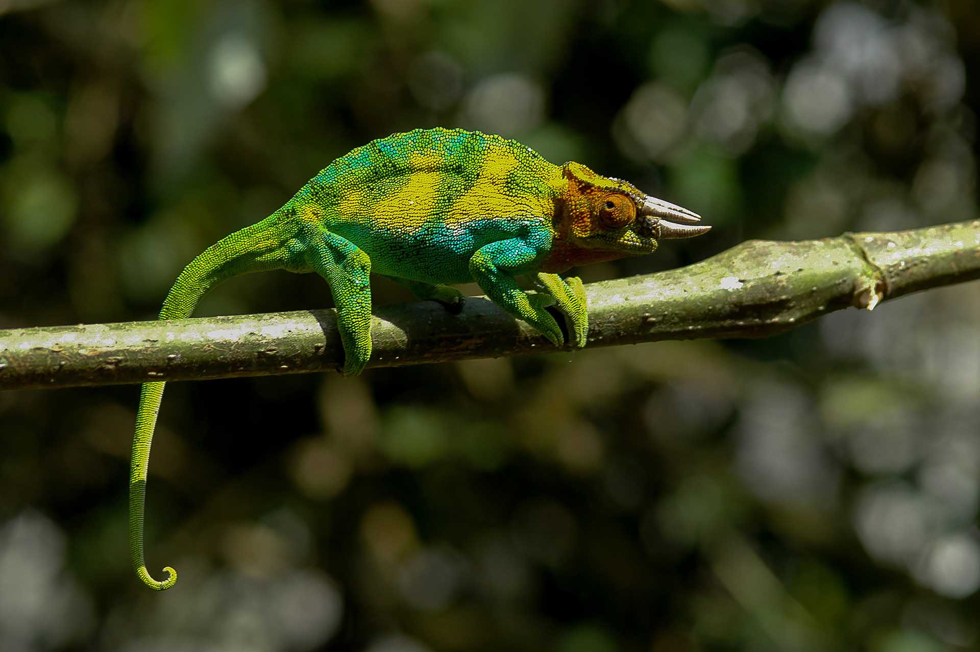Monta&ntilde;as Rwenzori