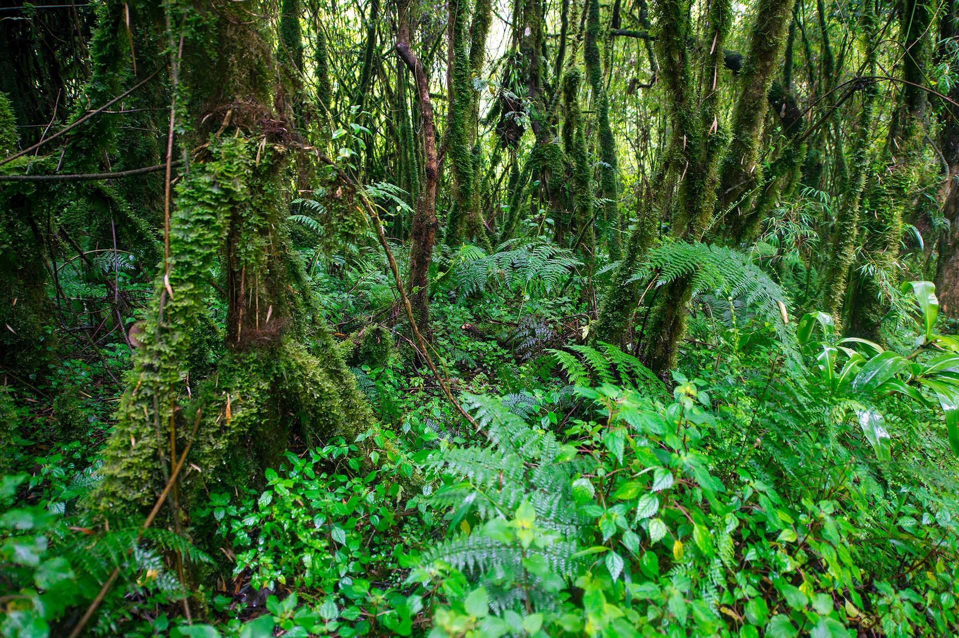 Monta&ntilde;as Rwenzori